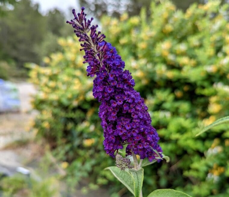 buddleja-black-knight