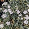 dianthus blanc en fleurs