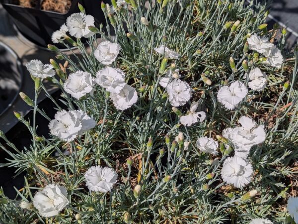 dianthus blanc en fleurs