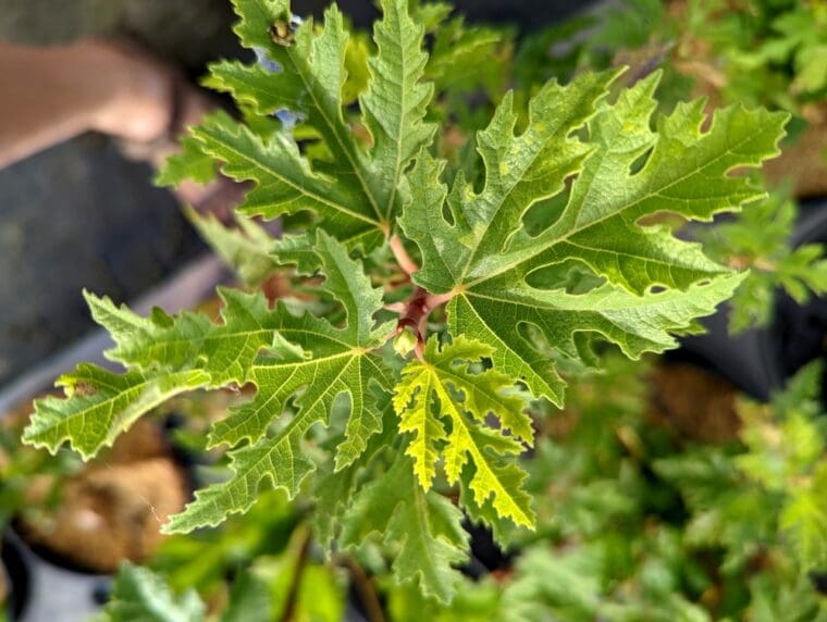 ficus-joannis-afghanistanica-feuille