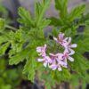 fleur de geranium rosat