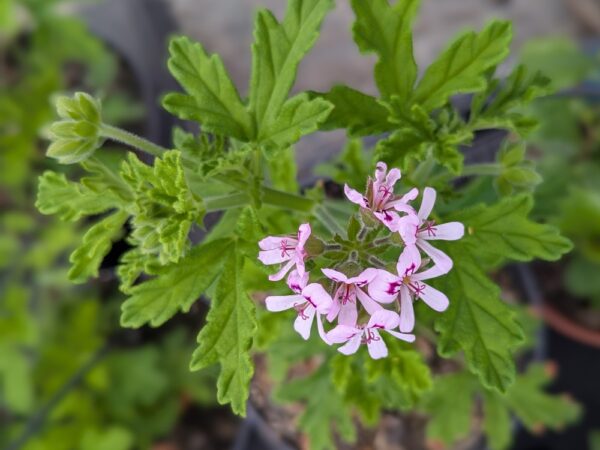 fleur de geranium rosat