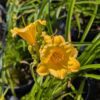 Hemerocallis stella di oro