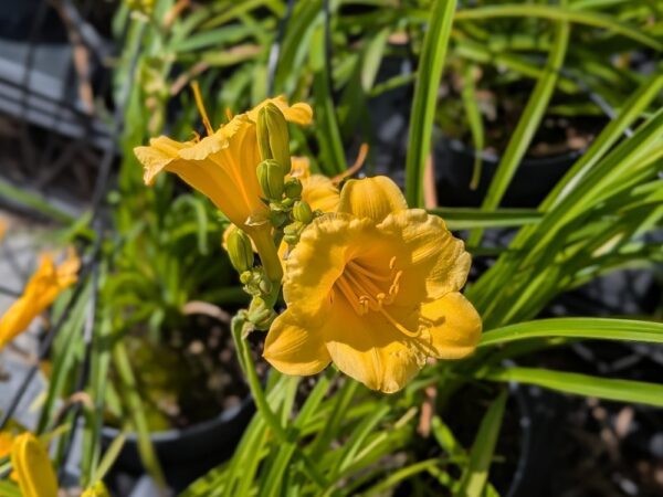 Hemerocallis stella di oro
