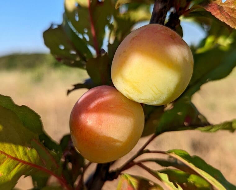 prunus-rossien-etc