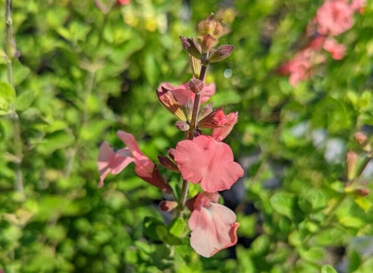 salvia-aphrodite