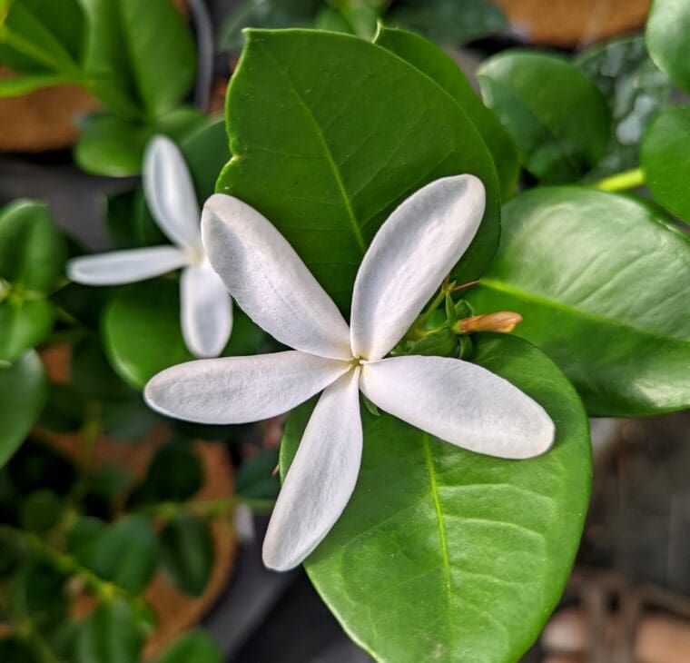 Carissa-macrocarpa-22