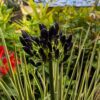 fleur noire de l'Agapanthus Black Magic