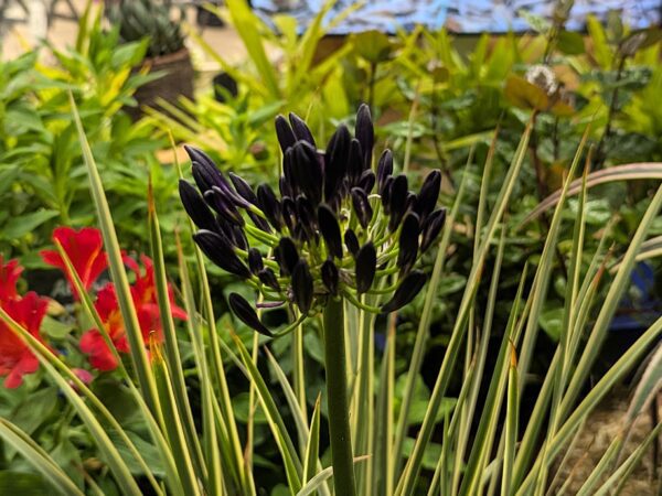 fleur noire de l'Agapanthus Black Magic