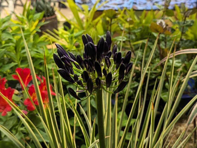 agapanthus-black-magic