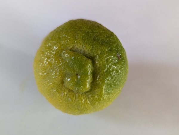 un citron citradia 139 avec le téton visible