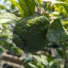 Un citron citradia 139 encore vert sur une branche avec des feuilles vertes