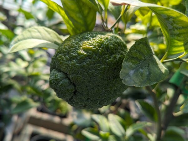 Un citron citradia 139 encore vert sur une branche avec des feuilles vertes