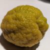 Un beau citron JAUNE citradia 139