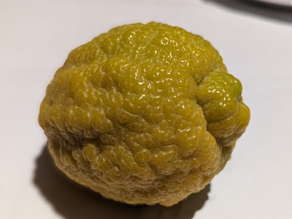 Un beau citron JAUNE citradia 139