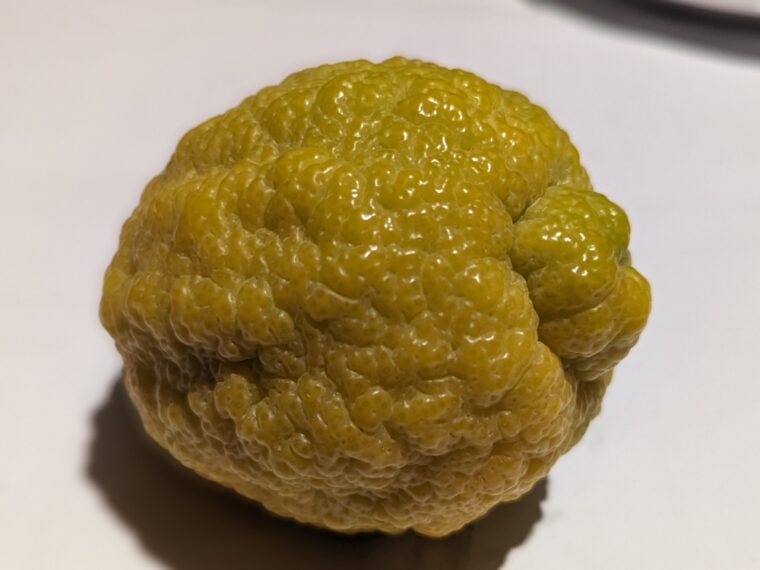 citrus-citradia-39-12-23-5