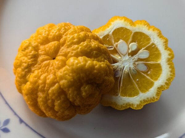 Citron Citradia 139 mûr, chair bien jaune