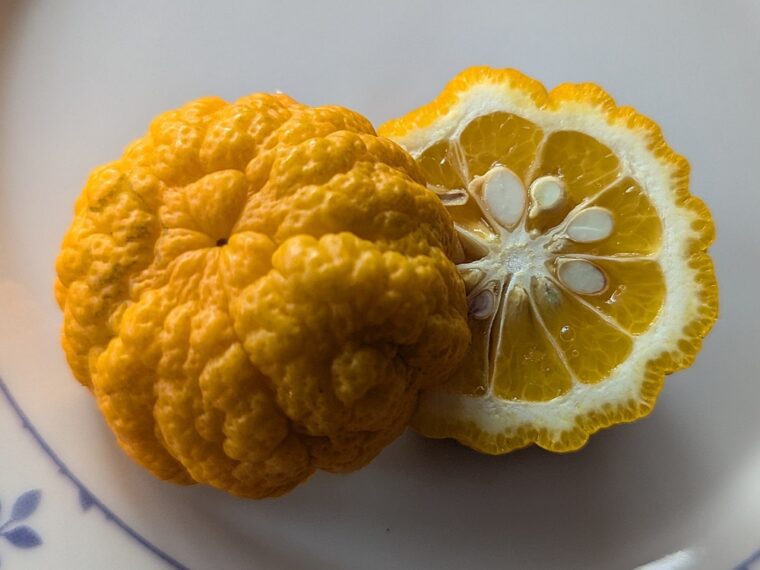 citrus-citradia-39