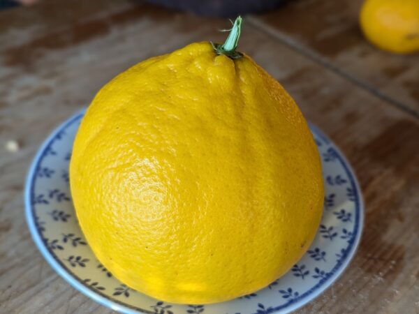 un grand pamplemousse jaune Valentina sur une assiette