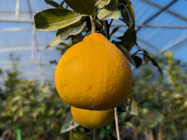 un pamplemousse valentina sur un arbre