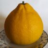 Un beau et gros citrus Valentine sur une assiette
