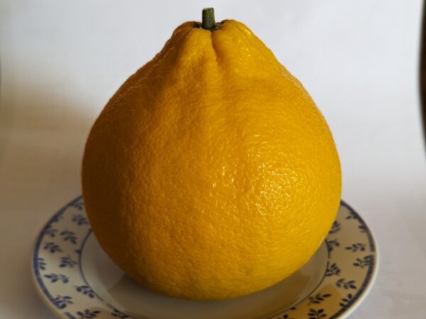 Un beau et gros citrus Valentine sur une assiette