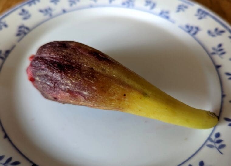ficus-carica-petrovaca-bosnie-breba
