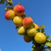 une branche remplie de prunes Drachenblut