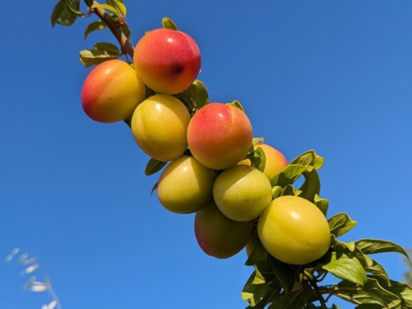 une branche remplie de prunes Drachenblut