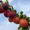 Une branche feuillue remplie de prunes rouge-orange de Prunus Drachenblut, sang de dragon
