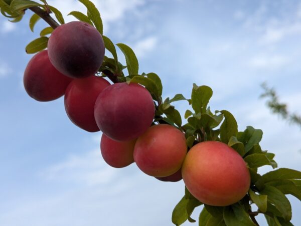 Une branche feuillue remplie de prunes rouge-orange de Prunus Drachenblut, sang de dragon