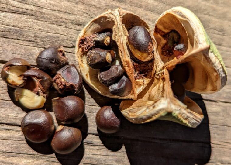 xanthoceras-sorbifolia-fruit-