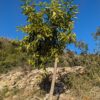 Un mandarinier Robinson planté dans la garrigue