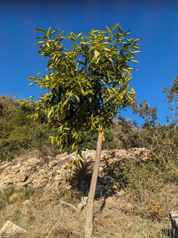 Un mandarinier Robinson planté dans la garrigue