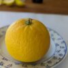 un fruit de citrange morton posé sur une assiette
