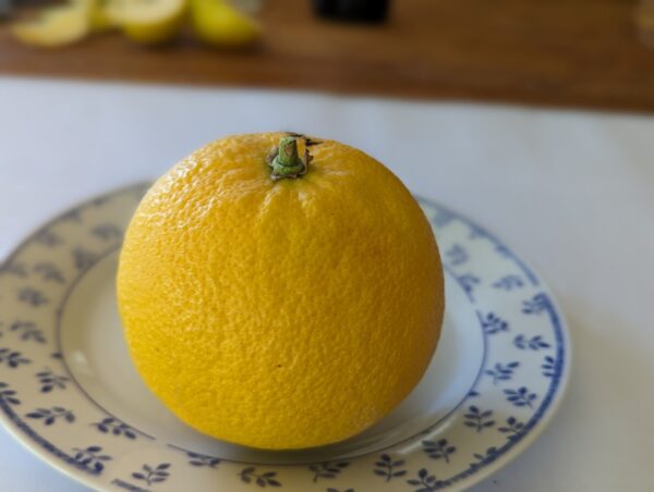 un fruit de citrange morton posé sur une assiette