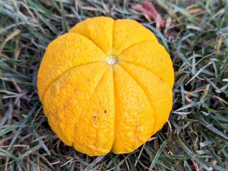 citrus-citrange-morton-25-10