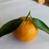 une mandarine robinson jaune-orange avec deux feuilles vertes posées sur une assiette blanche
