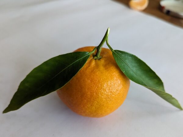 une mandarine robinson jaune-orange avec deux feuilles vertes posées sur une assiette blanche
