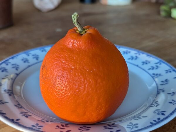 un beau fruit de Mineola bien orange sur une assiette