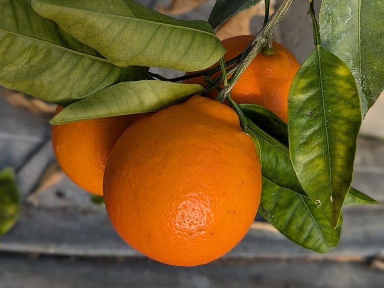 citrus-minneola-24-12