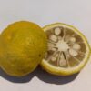 Un Oniyuzu coupé en deux