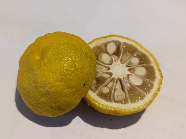 Un Oniyuzu coupé en deux