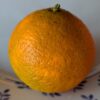 mandarine PTxShangsa sur une assiette