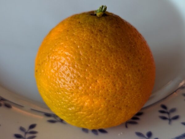 mandarine PTxShangsa sur une assiette