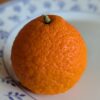 Citrus PT x Shangsa Mandarinier 899K, très résistant au froid