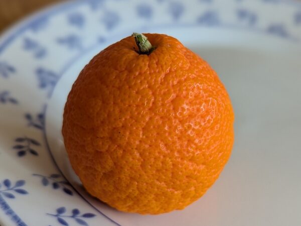 Citrus PT x Shangsa Mandarinier 899K, très résistant au froid