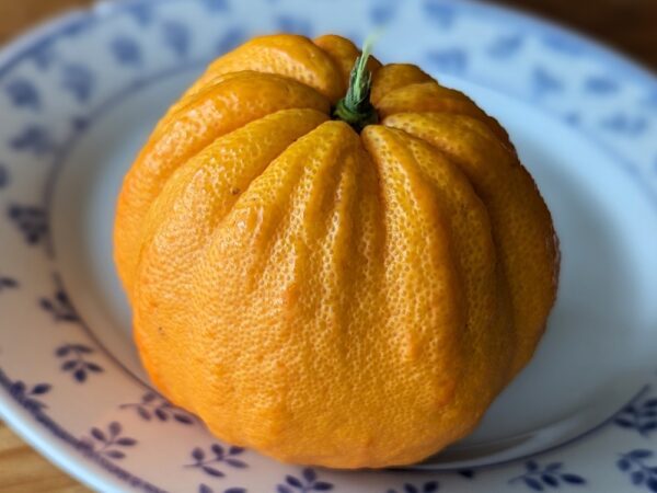 Une orange cara cara panaché posée sur une assiette