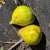 2 figues blanches bien mûres ficus carica conadria