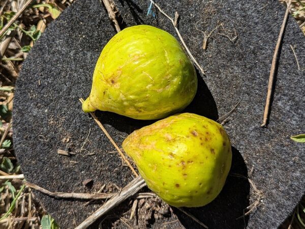 2 figues blanches bien mûres ficus carica conadria